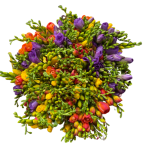 Buchet 51 Frezii Multicolor – Parfum de primăvară